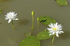 bloei