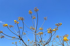 bloei (2)