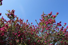 bloei