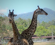 giraffes (1)