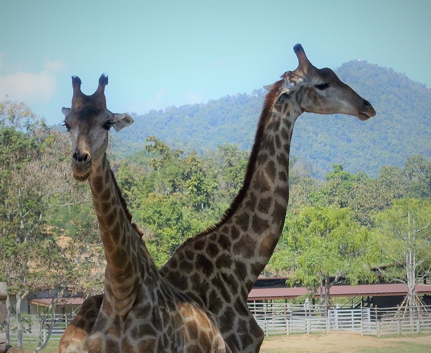 giraffes (1)