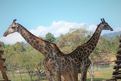 giraffes (2)