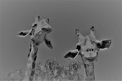 giraffes (3)