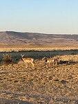 Antilopes
