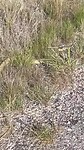 Juli 22 Rattlesnake