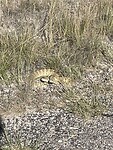Rattlesnake