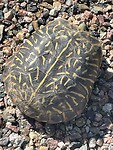 Schildpad