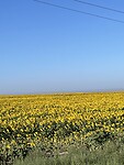 Zonnebloemen