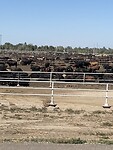 Beef