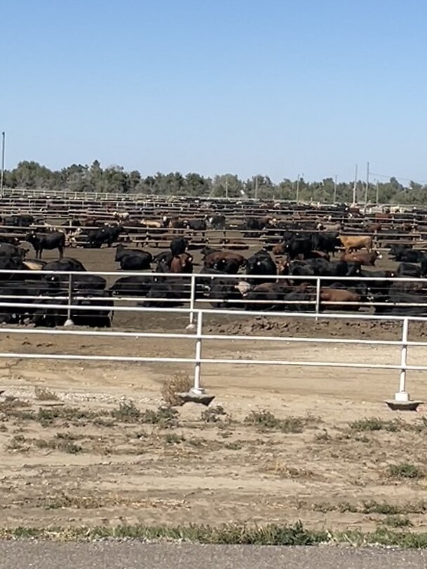 Beef