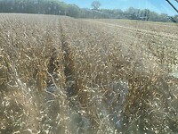 Cornfield