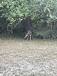Een ree in de tuin