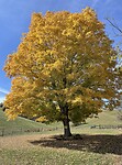 Herfst