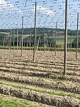 IMG_6731