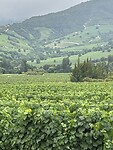 IMG_0514