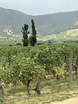 IMG_0520