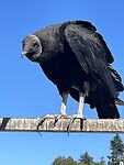 IMG_7367