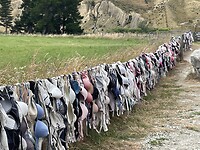 IMG_9169