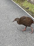 IMG_9244