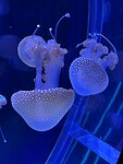 2612b8e3-3b06-4861-906f-0f1746fdffb4