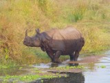 Chitwan - Gepantserde neushoorn