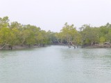 Sunderban mangrove