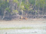 tiger take 2
