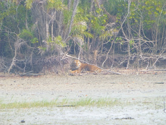 tiger take 2