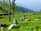 Thee vrouwen - Munnar