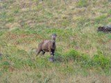 Nilgiri Tahr Geit - Eravikulam