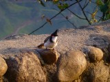 Red-whiskered bulbul