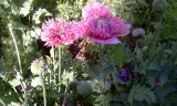 papaver