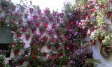 en nog een mooi patio in Córdoba