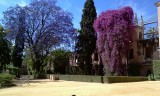 jacaranda + bougainville in de tuin van het Alcazar sevilla