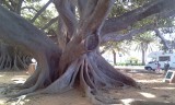 Cádiz, een wel erg oude ficusboom