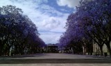 Jacarandas in volle bloei in Jerez de la Frontera
