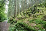 veel geregend dus alles is heel groen