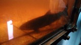 deze zalm is de weg kwijt in de bassins