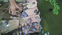 de schildpadden worden steeds grote