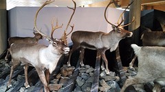 en een expositie over flora - fauna en ontstaan gletsjers