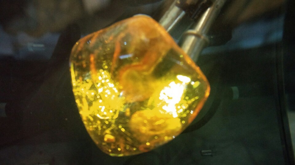 amber met insecten er in