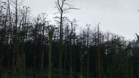 aalscholverskolonie, tegenwoordig al 4000 nesten