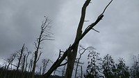 bomen gaan dood vanwege de uitwerpselen