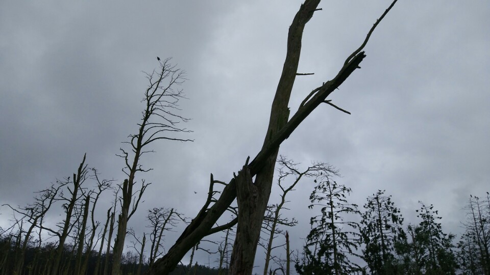 bomen gaan dood vanwege de uitwerpselen