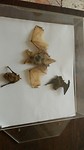 en de vleermuizen eten de insecten in de bibliotheek