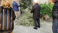 ook bij de hoofdkerk van het leger worden de palmtakken gewijd (hier vooral olijftakken)