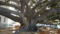 meer dan 100 jaar oude ficus