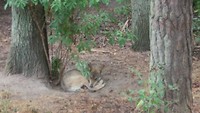 ook wilde dieren in het park: hier de wolf
