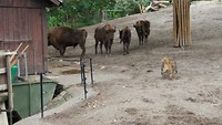 de wisent
