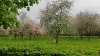 De fruitbomen staan in bloei